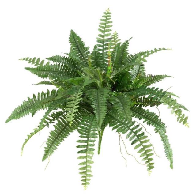 Rental store for FERN, LARGE in Sudbury ON